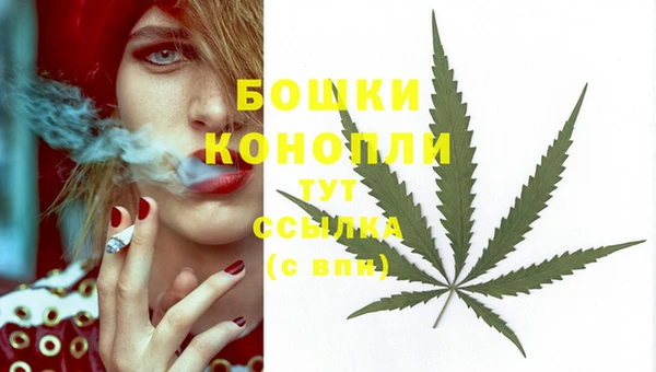 сатива Козельск